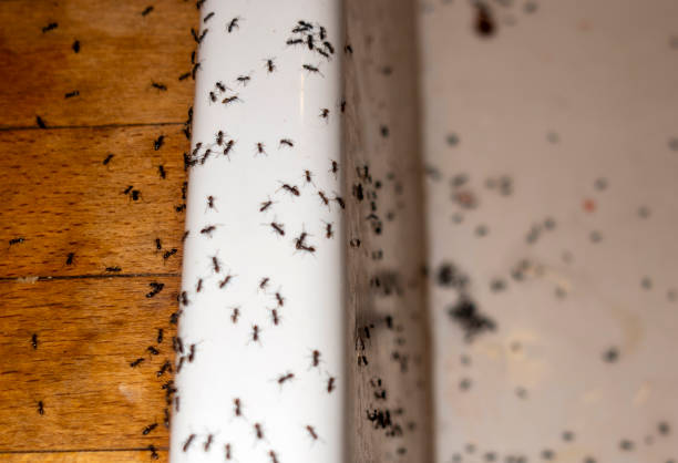 Flea Control Services in Cathcart, WA