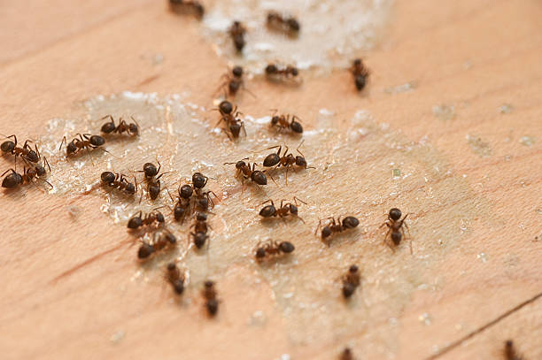 Best Termite Control Services  in Cathcart, WA